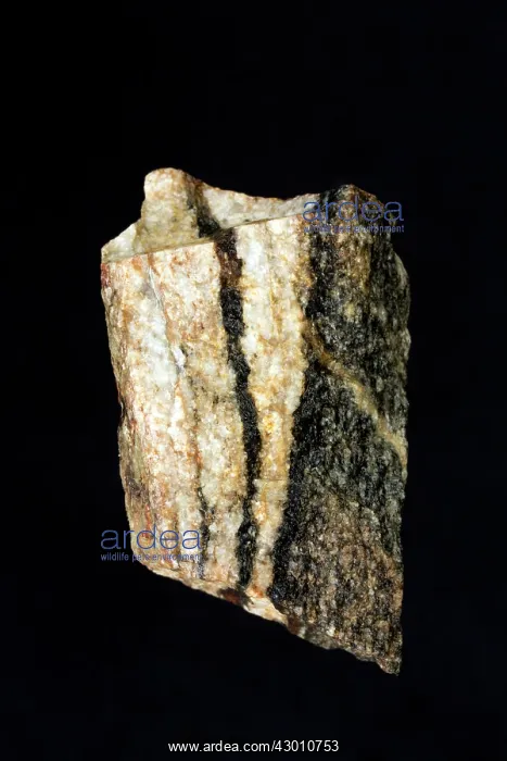 : Gneiss North Carolina, USA : Gneiss North Carolina, USA