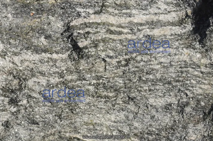 : Gneiss is a common rock formed by metamorphic processes : Gneiss is a common rock formed by metamorphic processes