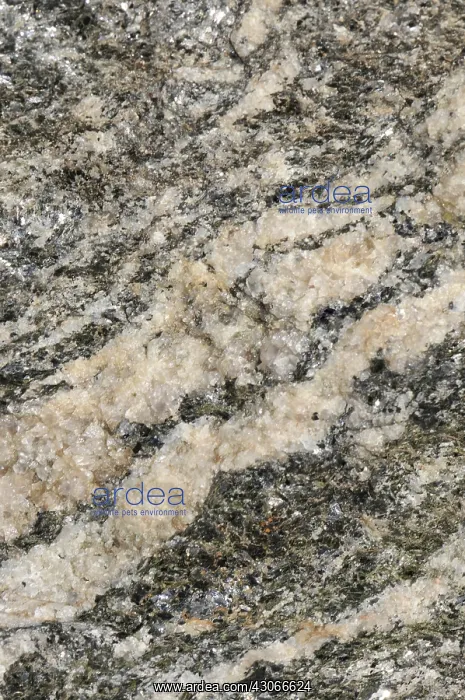 : Gneiss is a common rock formed by metamorphic processes : Gneiss is a common rock formed by metamorphic processes