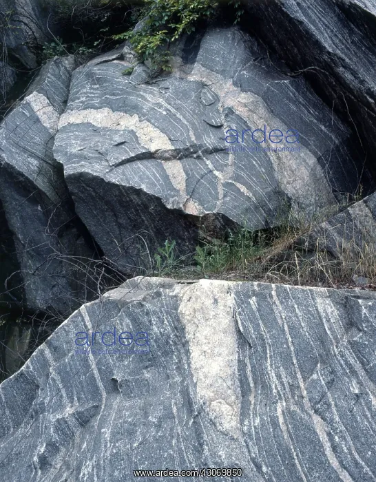 : Gneiss from near Tarrytown, New York, along Interstate 287 : Gneiss from near Tarrytown, New York, along Interstate 287
