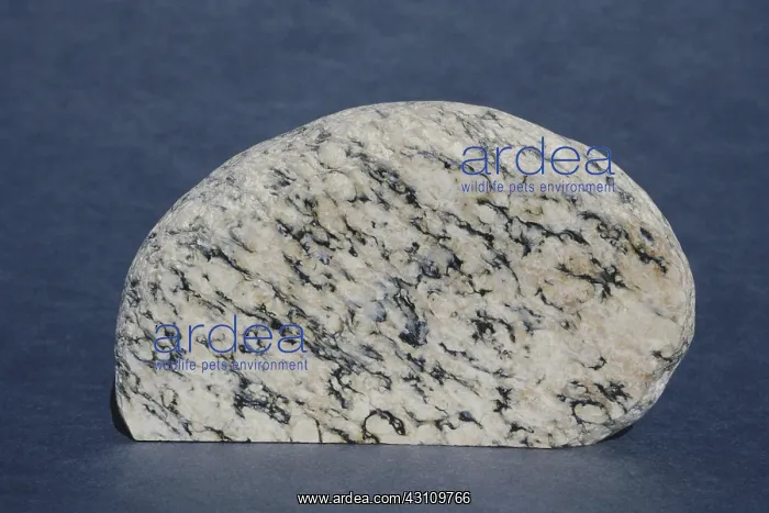: Gneiss from Rapahoe, on the west coast of the South Island of New Zealand : Gneiss from Rapahoe, on the west coast of the South Island of New Zealand
