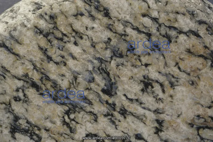 : Gneiss from Rapahoe, on the west coast of the South Island of New Zealand : Gneiss from Rapahoe, on the west coast of the South Island of New Zealand