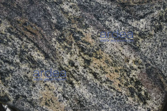 : Gneiss. Close-up of gneiss, a metamorphic rock formed by high temperature and pressure : Gneiss. Close-up of gneiss, a metamorphic rock formed by high temperature and pressure