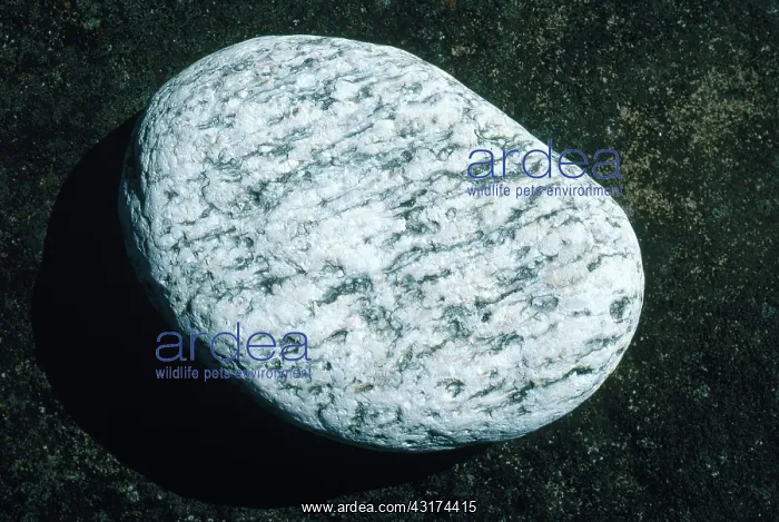 : Gneiss. A rounded cobble of gneiss, a metamorphic rock, : Gneiss. A rounded cobble of gneiss, a metamorphic rock,
