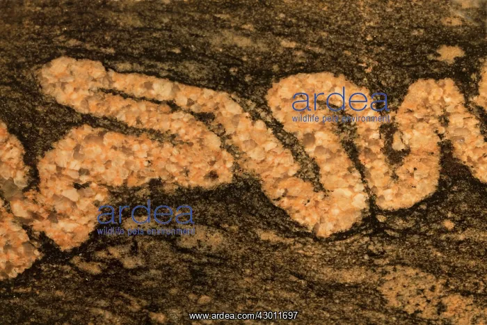 : Gneiss with folded vein : Gneiss with folded vein
