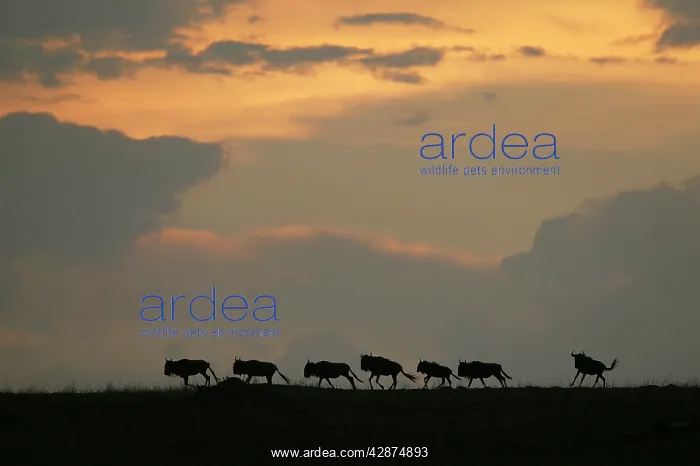 : Gnu / Wildebeest - herd : Gnu / Wildebeest - herd