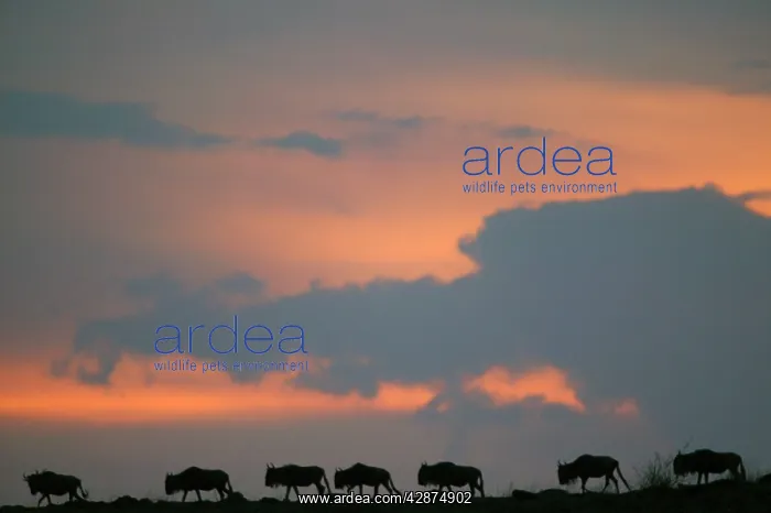 : Gnu / Wildebeest - herd migrating : Gnu / Wildebeest - herd migrating