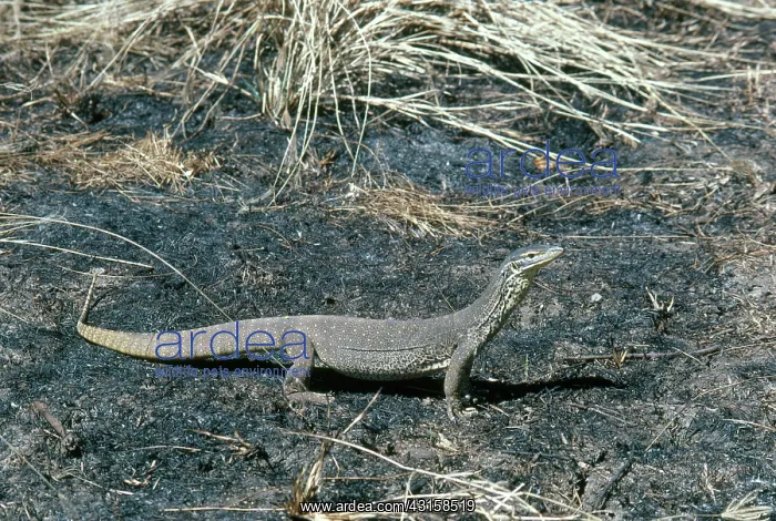 : Goanna. Sand monitor, goanna, or Gould's monitor (Varanus gouldii) : Goanna. Sand monitor, goanna, or Gould's monitor (Varanus gouldii)