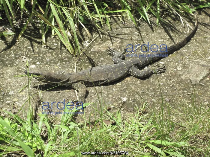: Goanna, Lace Monitor Lizard : Goanna, Lace Monitor Lizard