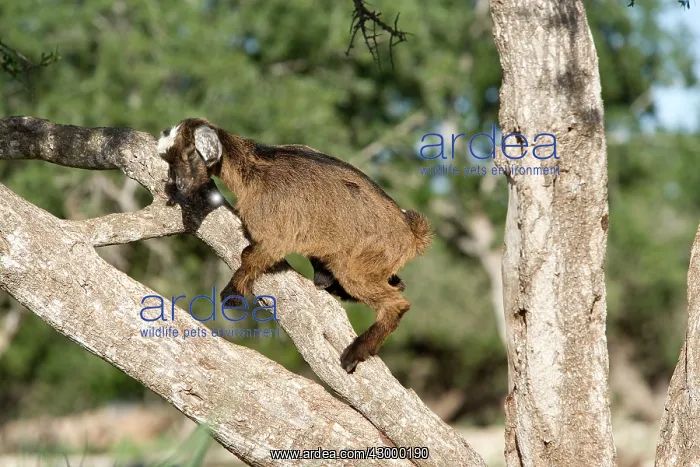 : Goat in the Argan Tree : Goat in the Argan Tree