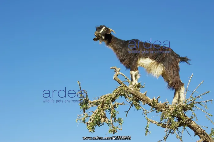: Goat - in Argan trees (Argania spinosa) at the : Goat - in Argan trees (Argania spinosa) at the
