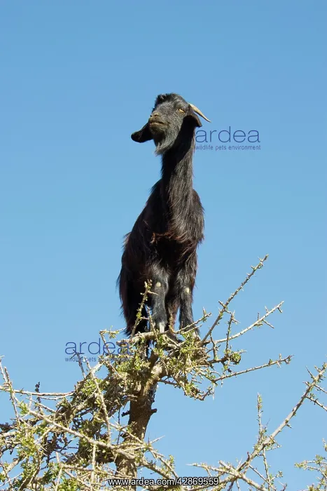 : Goat - in Argan trees (Argania spinosa) at the : Goat - in Argan trees (Argania spinosa) at the