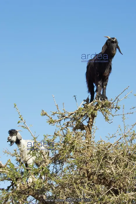 : Goat - in Argan trees (Argania spinosa) at the : Goat - in Argan trees (Argania spinosa) at the