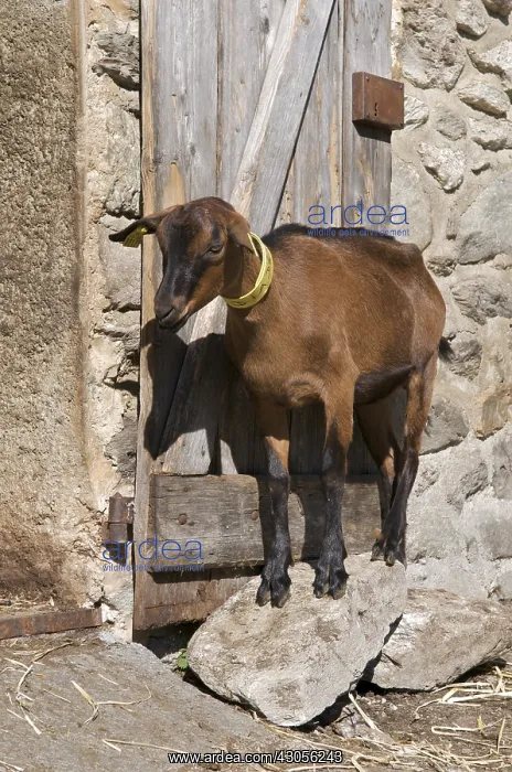 : Goat to the barn in the mountain pastures in summer Savoie : Goat to the barn in the mountain pastures in summer Savoie