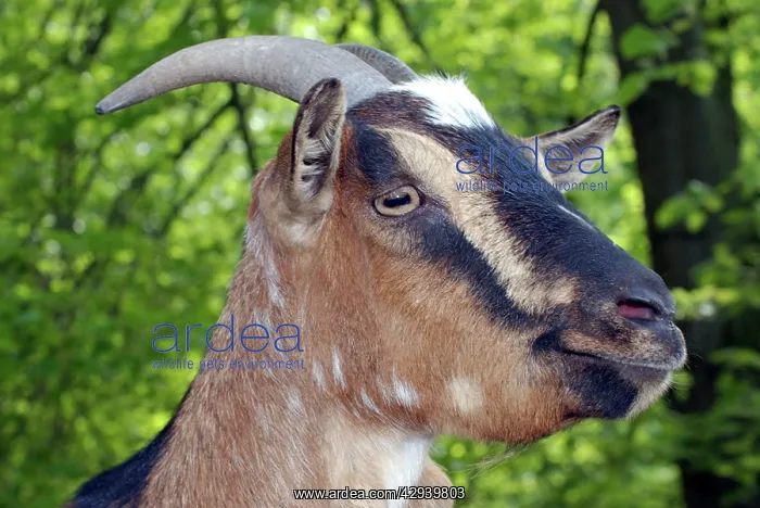  : Goat (Capra hircus)