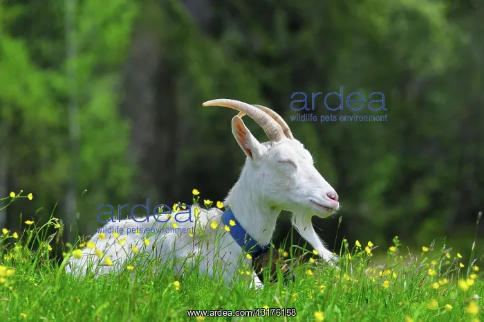 : Goat (Capra) on a pasture, Oberbayern, Bavaria : Goat (Capra) on a pasture, Oberbayern, Bavaria