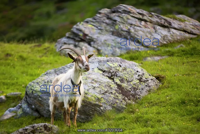 : Goat (Capra), standing Ziege (capra) : Goat (Capra), standing Ziege (capra)
