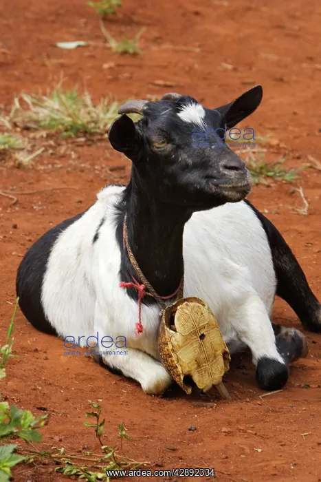: Goat - Carries a turtle cloche around neck : Goat - Carries a turtle cloche around neck