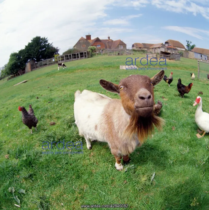  : GOAT - CHICKENS & FARM