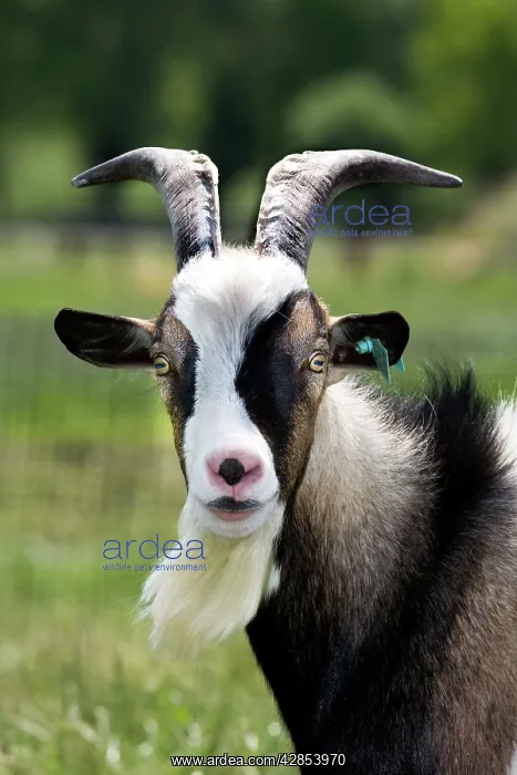  : Goat - close-up head in meadow