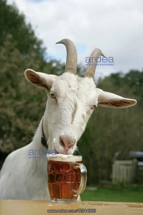  : Goat drinking beer