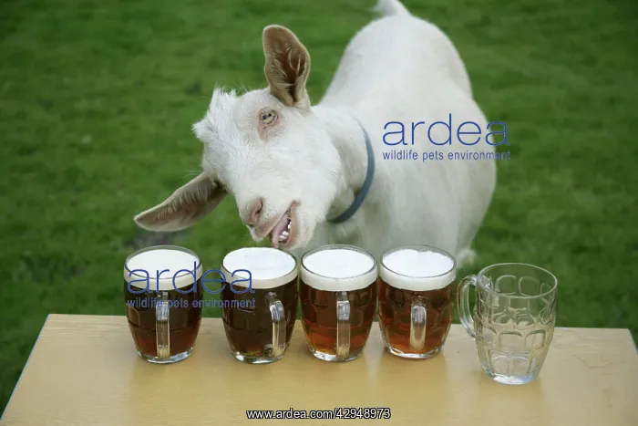  : Goat drinking beer