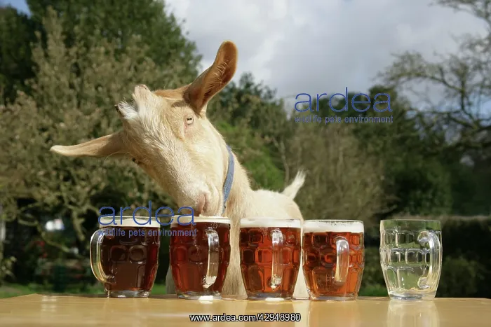  : Goat - drinking beer