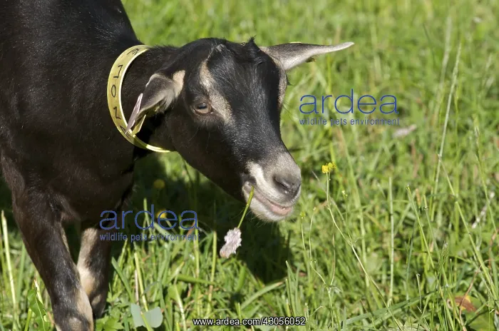 : Goat eating a flower of the alps in Savoie France : Goat eating a flower of the alps in Savoie France