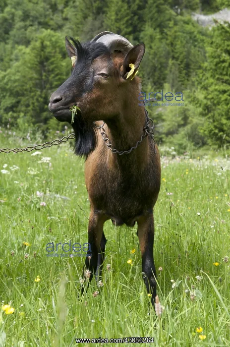 : Goat eating grass in Savoie France : Goat eating grass in Savoie France