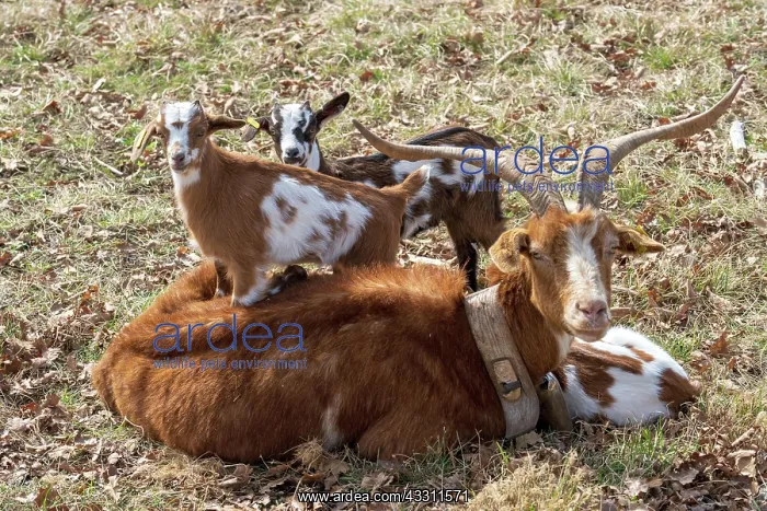 : Goat, Family, Mother, Child, France, Europe : Goat, Family, Mother, Child, France, Europe