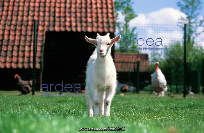  : Goat - in farmyard with chickens
