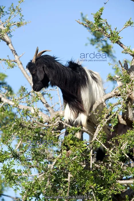 : Goat feeding on the Argan Tree : Goat feeding on the Argan Tree