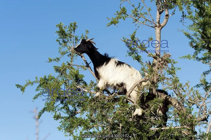: Goat feeding on the Argan Tree : Goat feeding on the Argan Tree