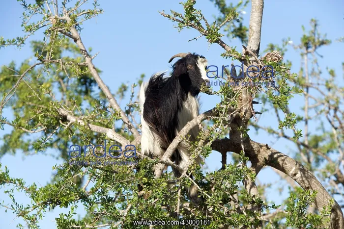 : Goat feeding on the Argan Tree : Goat feeding on the Argan Tree
