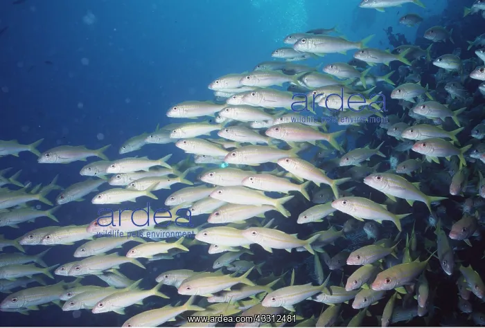 : GOAT FISH SHOAL : GOAT FISH SHOAL