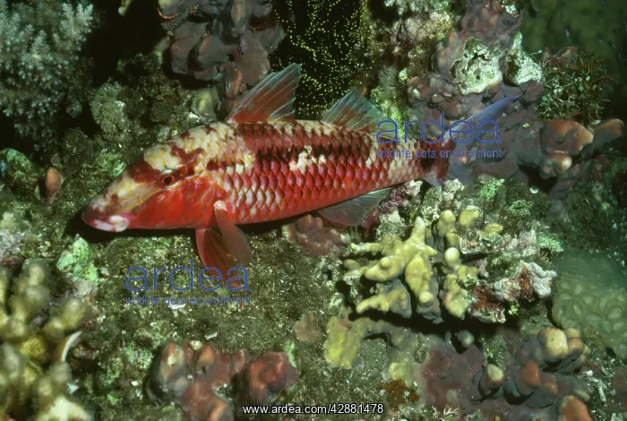: Goat Fish - sleeping : Goat Fish - sleeping