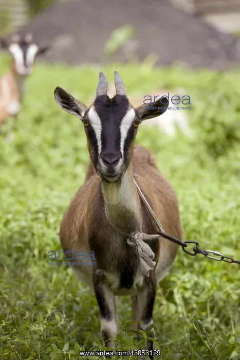 : Goat in a garden in Martinique Island : Goat in a garden in Martinique Island