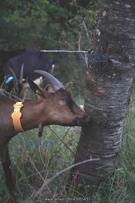: Goat gnawing the trunk of a tree France : Goat gnawing the trunk of a tree France