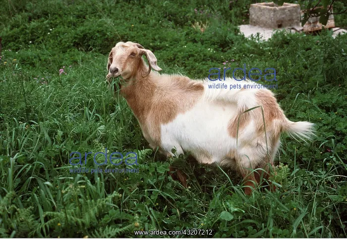 : GOAT - GRAZING IN LONG GRASS : GOAT - GRAZING IN LONG GRASS