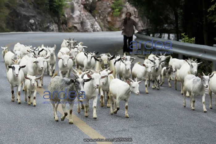 : Goat Herd, China : Goat Herd, China