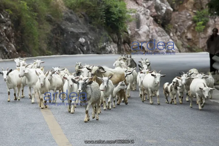 : Goat Herd, China : Goat Herd, China