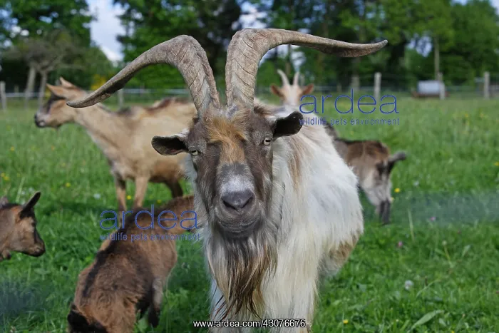 : Goat and its herd of goats Lonlay l'Abbaye Orne : Goat and its herd of goats Lonlay l'Abbaye Orne