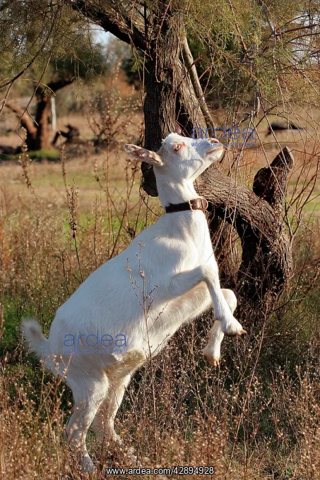 : Goat - on hind legs grazing : Goat - on hind legs grazing