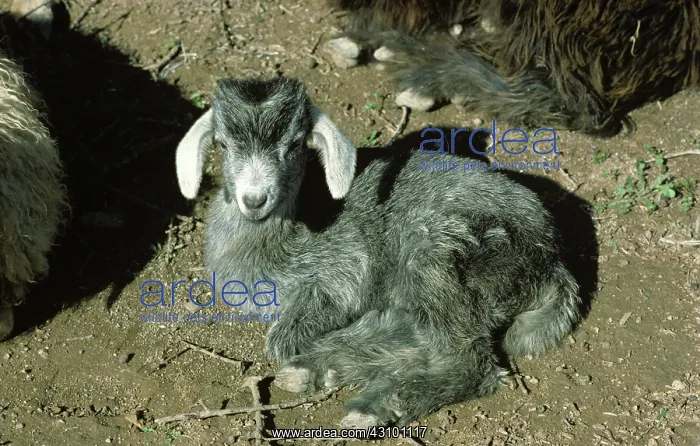 : Goat Kid. Tree-climbing goat kid in pre-Sahara semi-desert, Morocco : Goat Kid. Tree-climbing goat kid in pre-Sahara semi-desert, Morocco