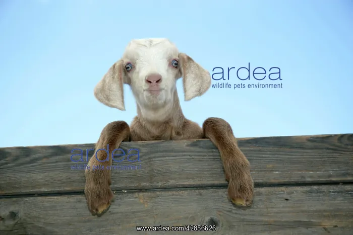  : GOAT - kid looking over door
