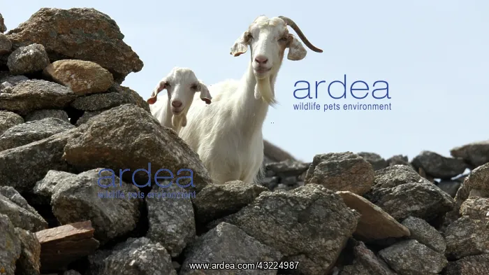 : Goat and kid on a stone wall - Mykonos Greece : Goat and kid on a stone wall - Mykonos Greece