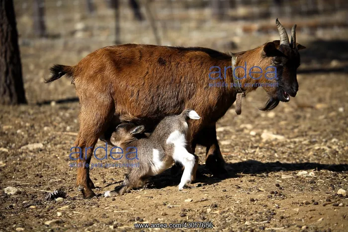 : Goat and kid sucking France : Goat and kid sucking France