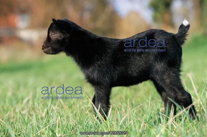 : GOAT - KID SIDE VIEW