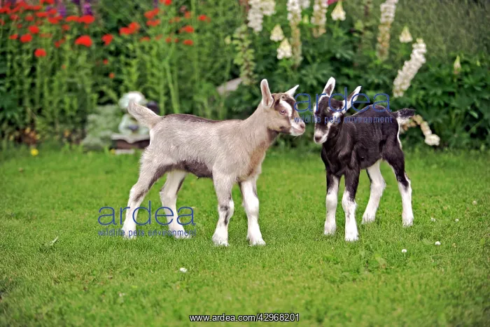 : Goat Kids - two a few days old playing together by flower : Goat Kids - two a few days old playing together by flower