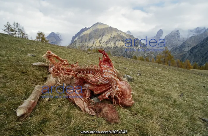 : Goat killed by wolves PN Mercantour France : Goat killed by wolves PN Mercantour France